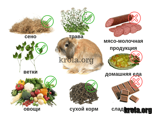 <strong>Содержание и уход декоративного кролика</strong>