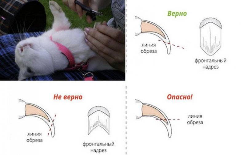 <strong>Содержание и уход декоративного кролика</strong>