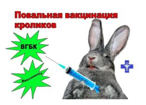 <strong>Вакцинация декоративного кролика</strong>
