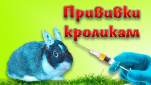 <strong>Вакцинация декоративного кролика</strong>
